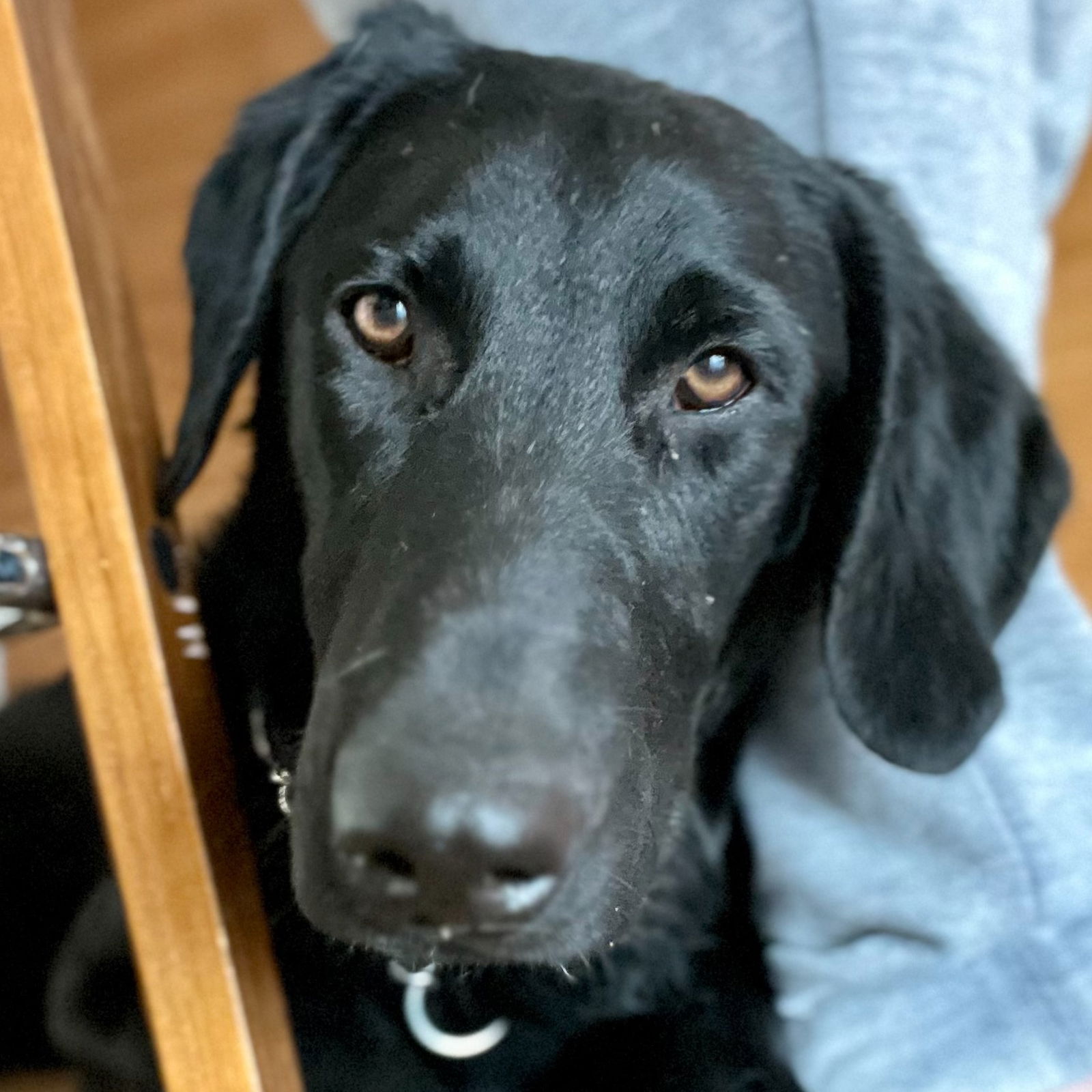 Moon, a young male Black Labrador Retriever / Poodle (Standard) Mix