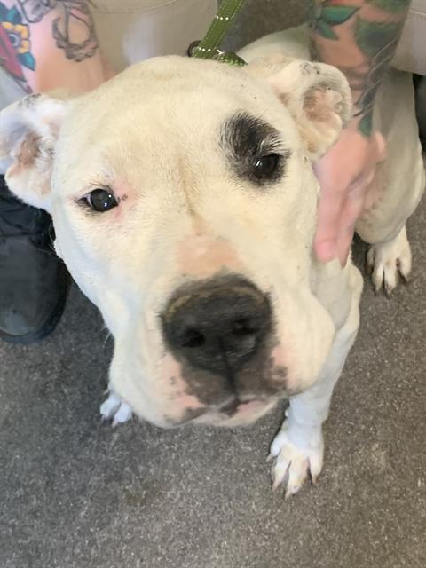 MILLIE, a adult female Dogo Argentino