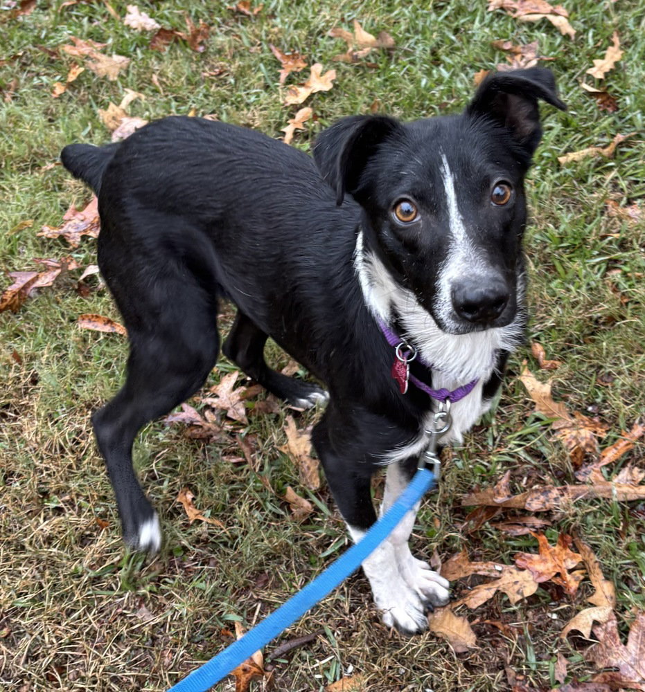 Audie Murphy, a adult male Border Collie Mix