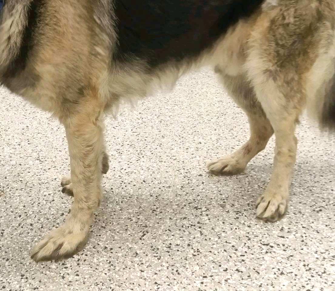 Bear, a adult male German Shepherd Dog