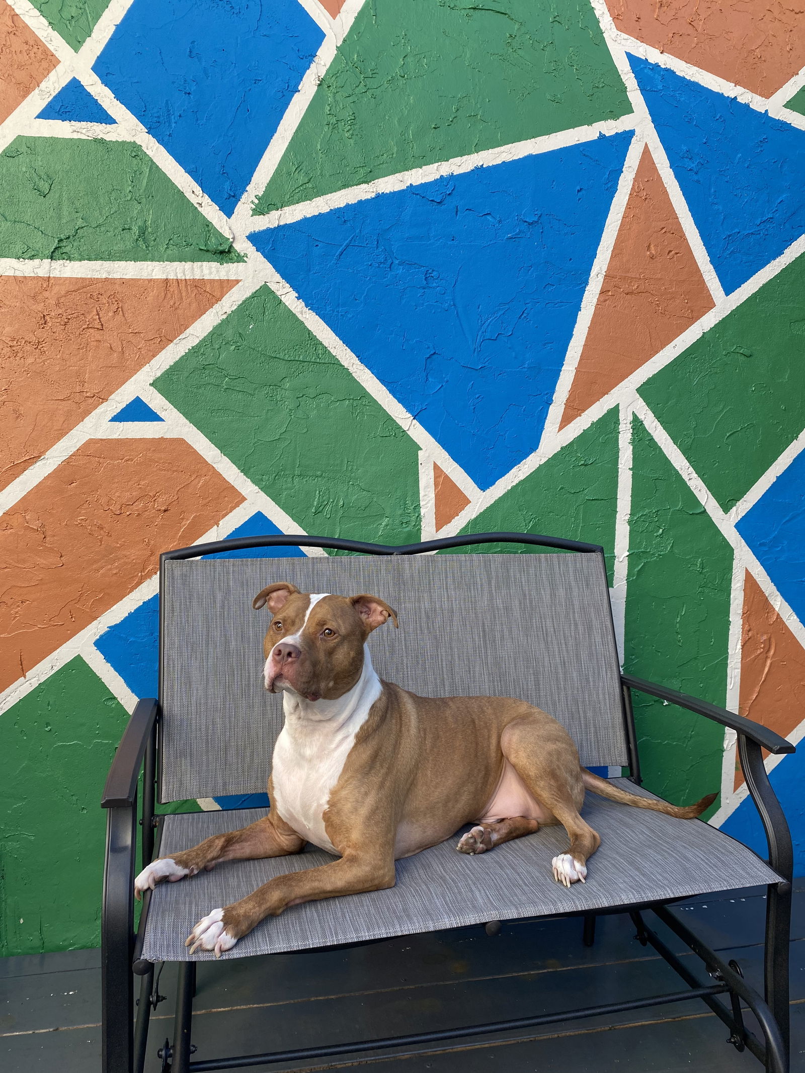 COURTESY POST: Koda, a adult male Staffordshire Bull Terrier