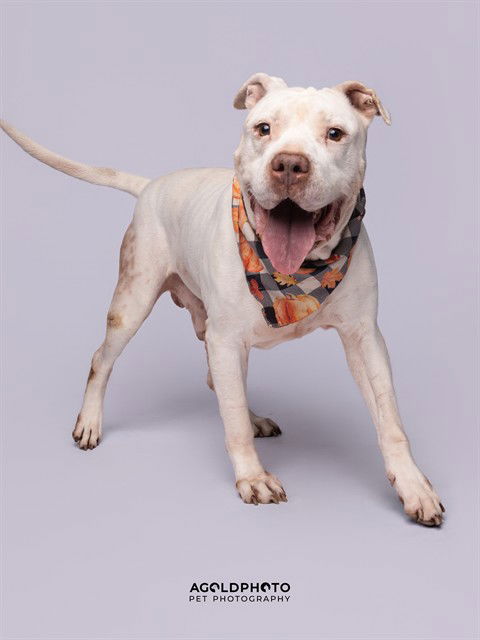 TAIRN, a senior male American Bulldog