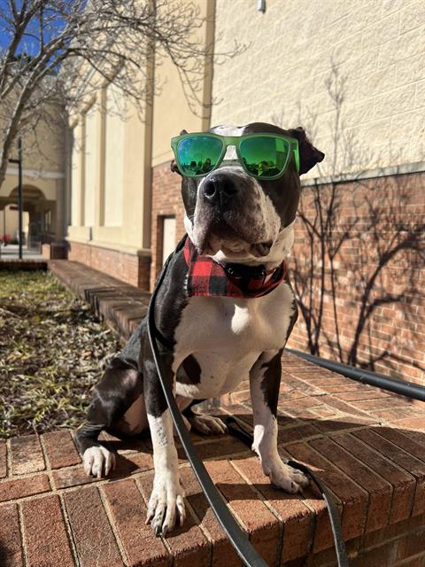 GULLIVER, a adult male Pit Bull Terrier Mix