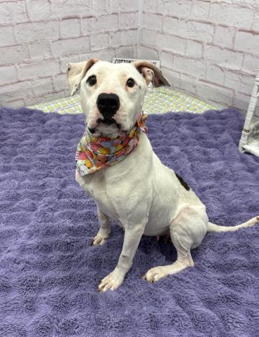 TALISA, a adult female Boxer / Labrador Retriever Mix