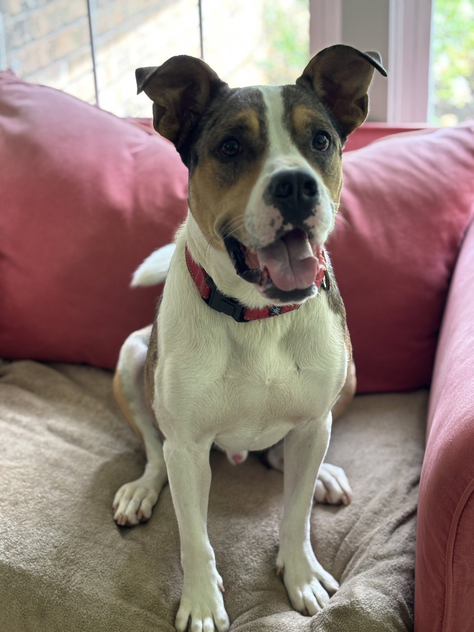 Hudson, a young male Catahoula Leopard Dog / Hound Mix