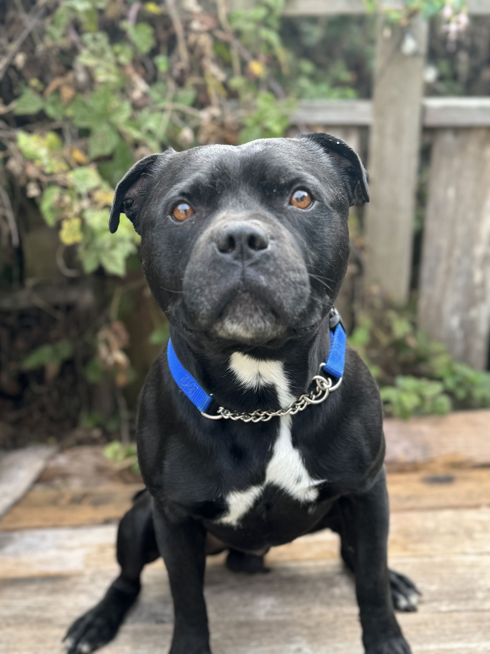 Beau, a senior male Staffordshire Bull Terrier