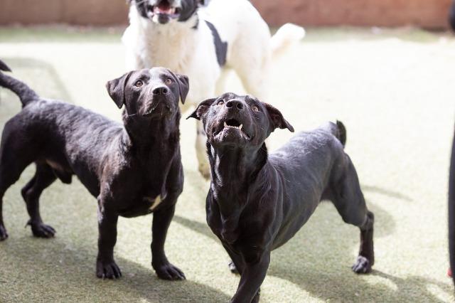 Papaya, a adult male Labrador Retriever / Dachshund Mix
