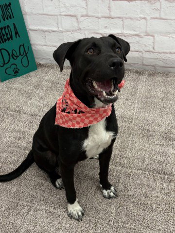 KENYATTA, a adult female Labrador Retriever Mix
