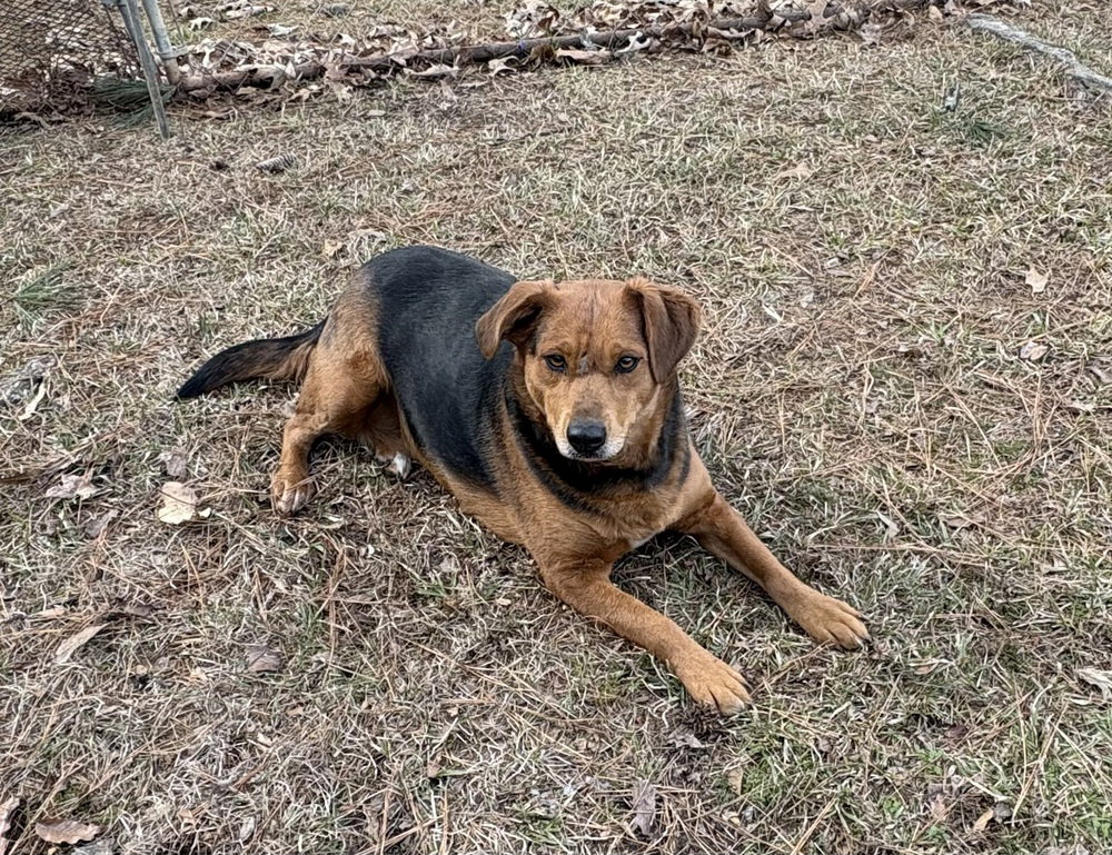 Phoebe Burton, a adult female Terrier Mix