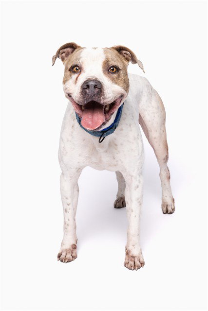 FREDDY, a adult male American Bulldog Mix