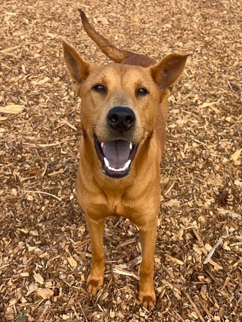 MS. REDD*, a young female Chinese Shar-Pei Mix