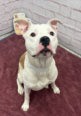 DICKERSON, a young male Pit Bull Terrier Mix