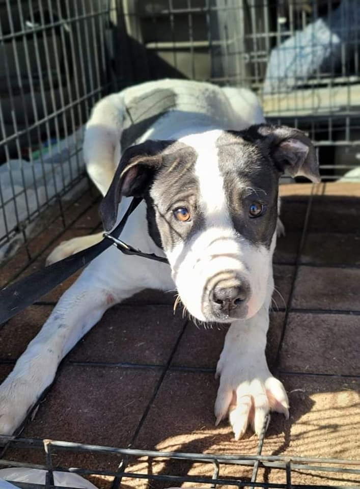 Cartman, a adult male Border Collie