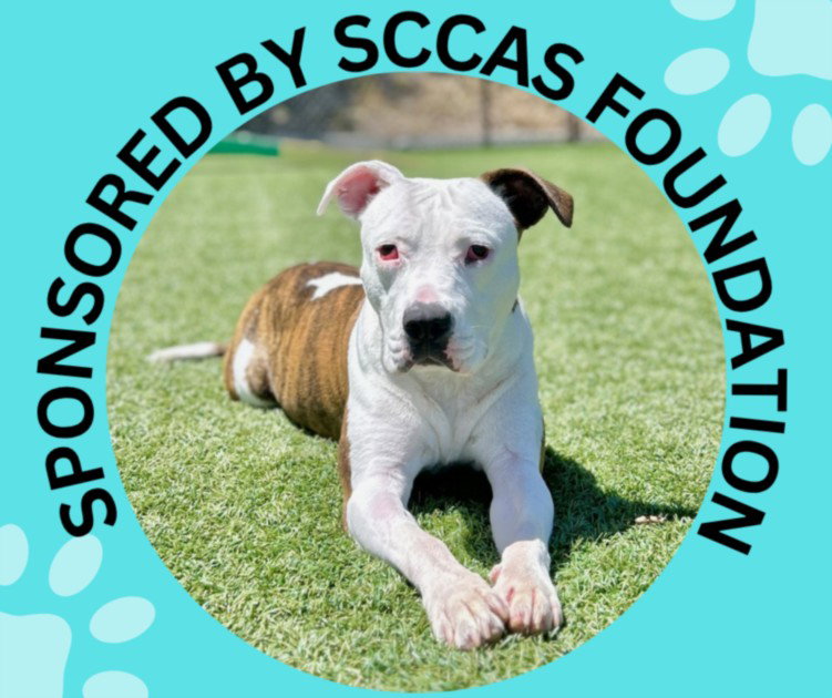 ZIYA, a adult female Pit Bull Terrier Mix