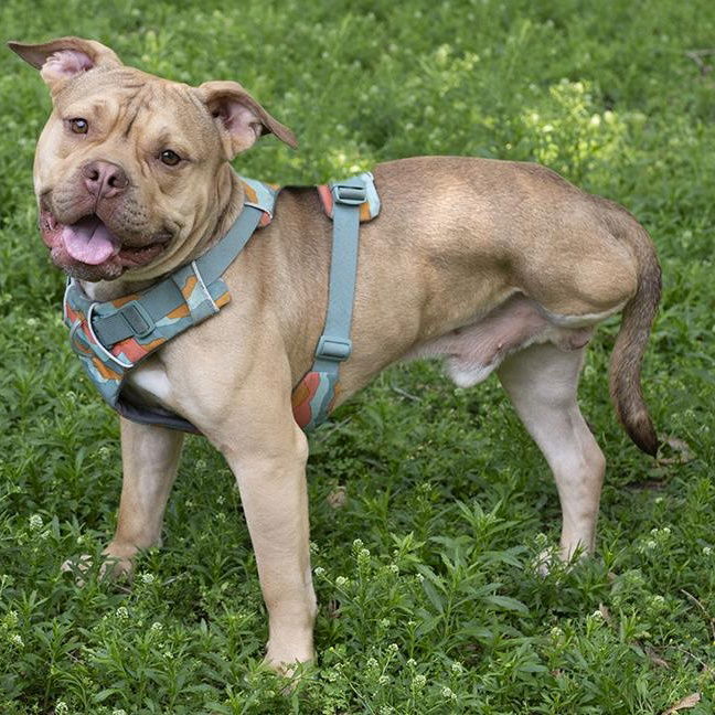 Jerry, a young male Pit Bull Terrier Mix