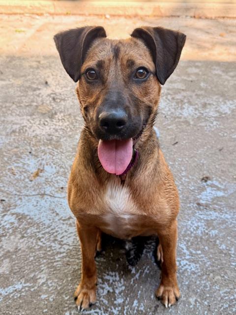 LIONEL, a young male Carolina Dog Mix