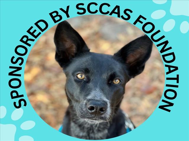 SOCKS, a young female Belgian Shepherd Malinois / Border Collie Mix