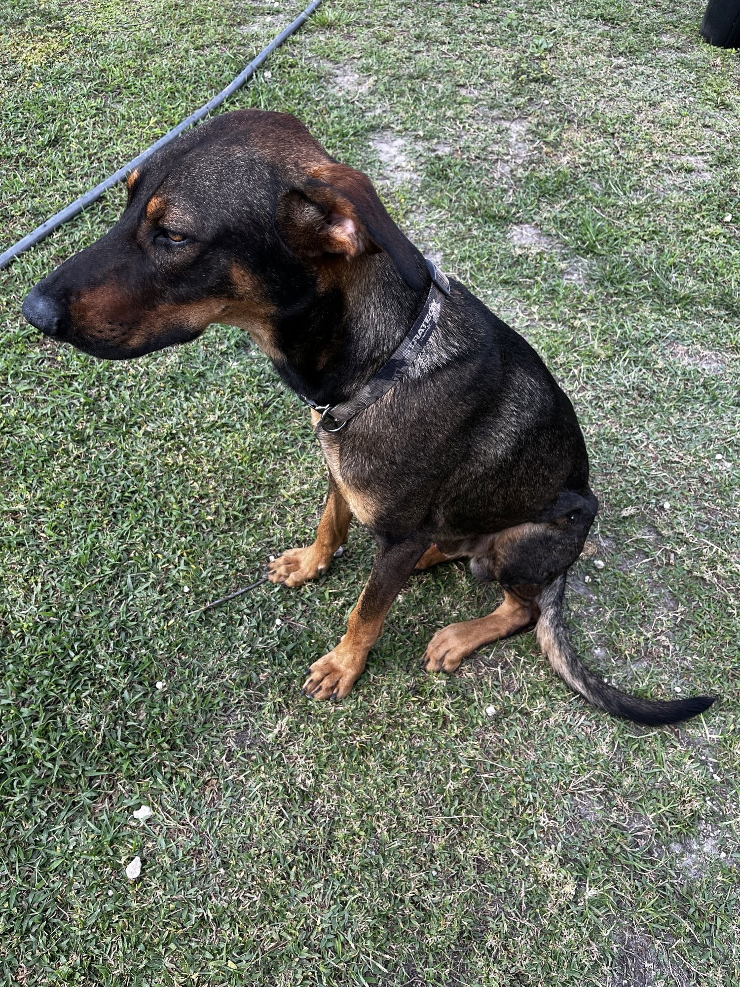COURTESY POST: Nolo, a adult male Labrador Retriever Mix