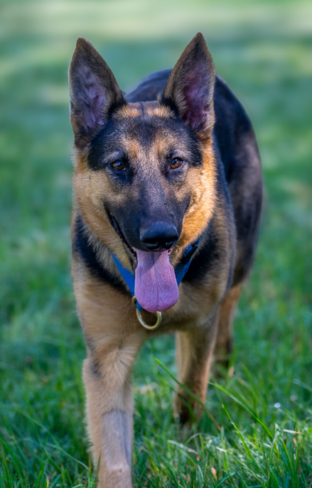 Ziva, a adult female German Shepherd Dog