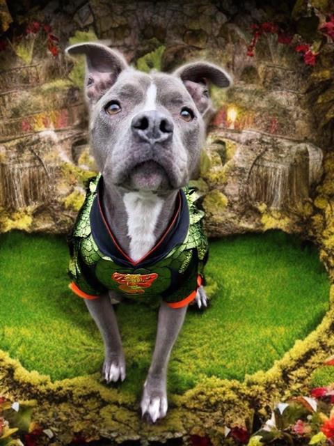 SPYRO, a senior male Pit Bull Terrier