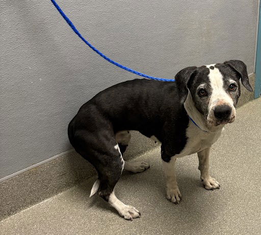 BROOKLYN, a senior female Pit Bull Terrier Mix