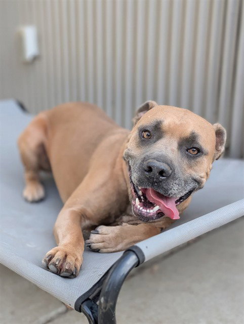 SCOOBY, a adult male Pit Bull Terrier