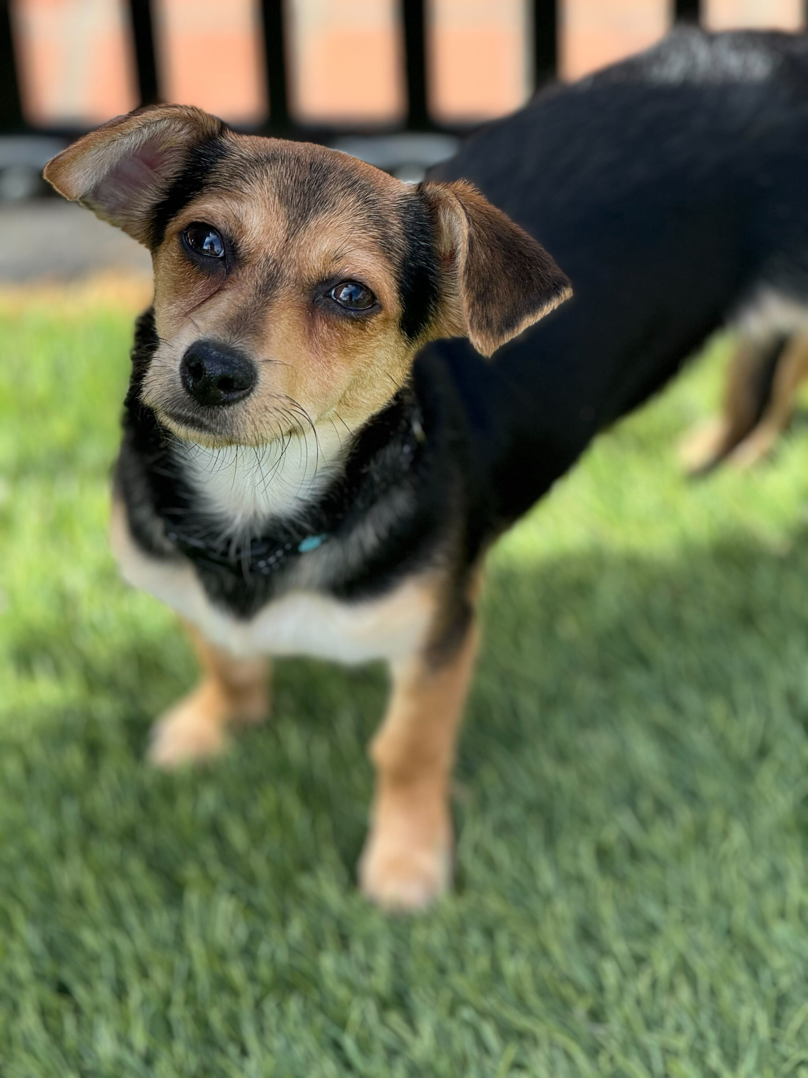 Navy, a young female Chihuahua Mix