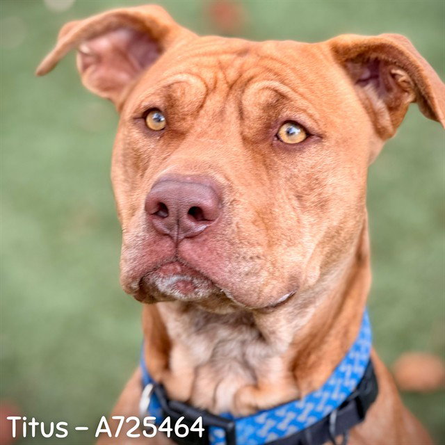 TITUS, a adult male Pit Bull Terrier