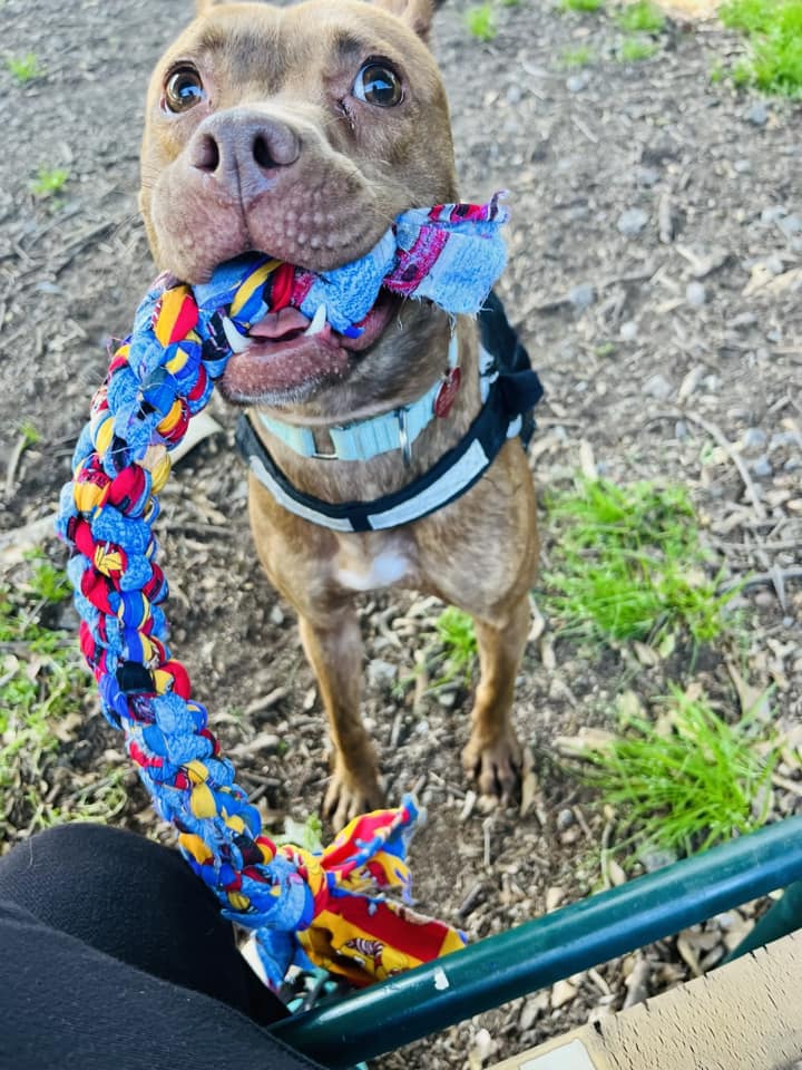 Zara, a adult female Rat Terrier / Miniature Pinscher Mix