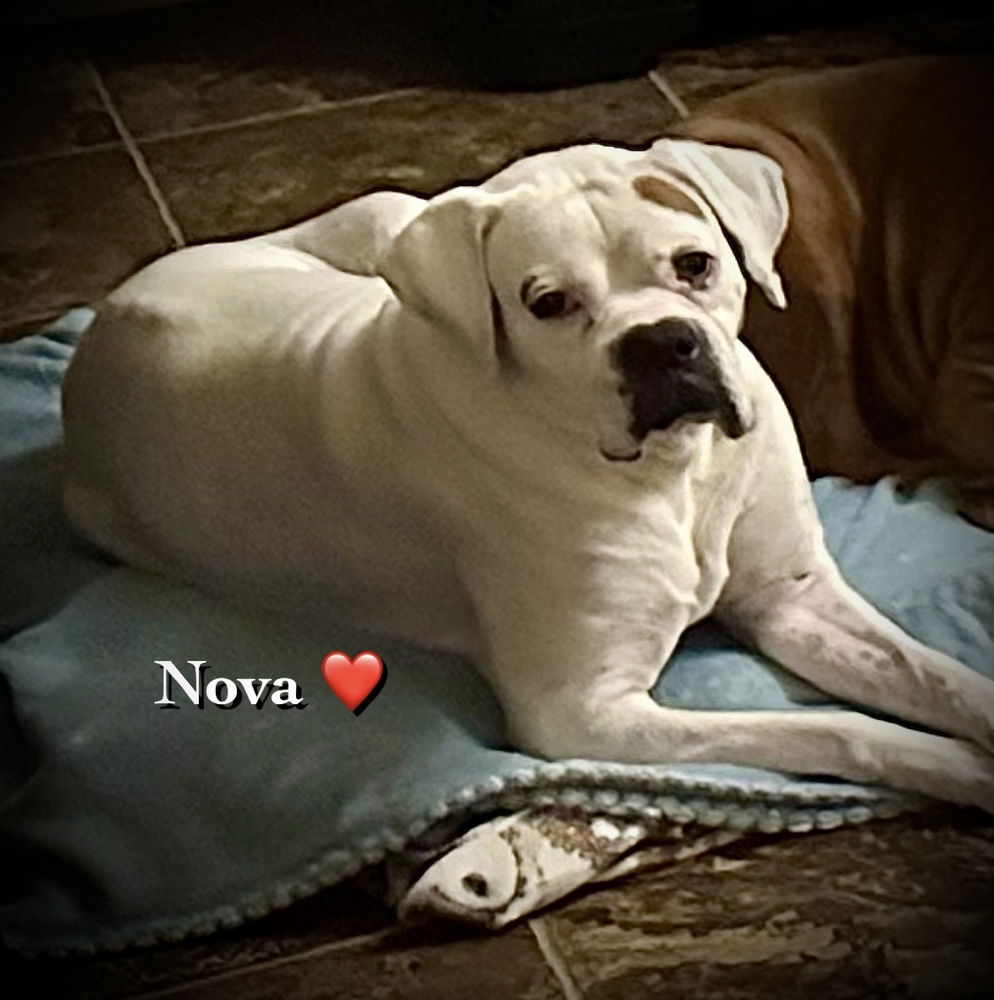 Nova II - Silver Heart, a senior male Boxer