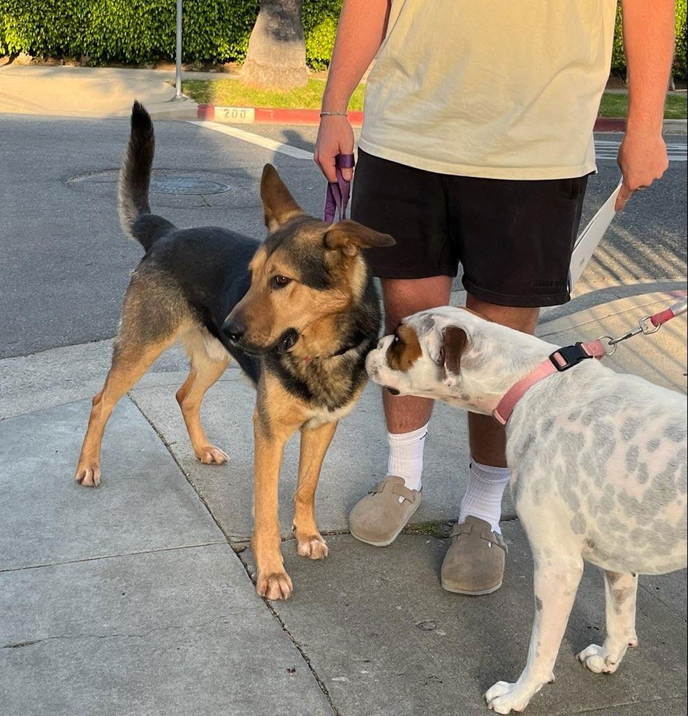 Constantine, a adult male German Shepherd Dog Mix