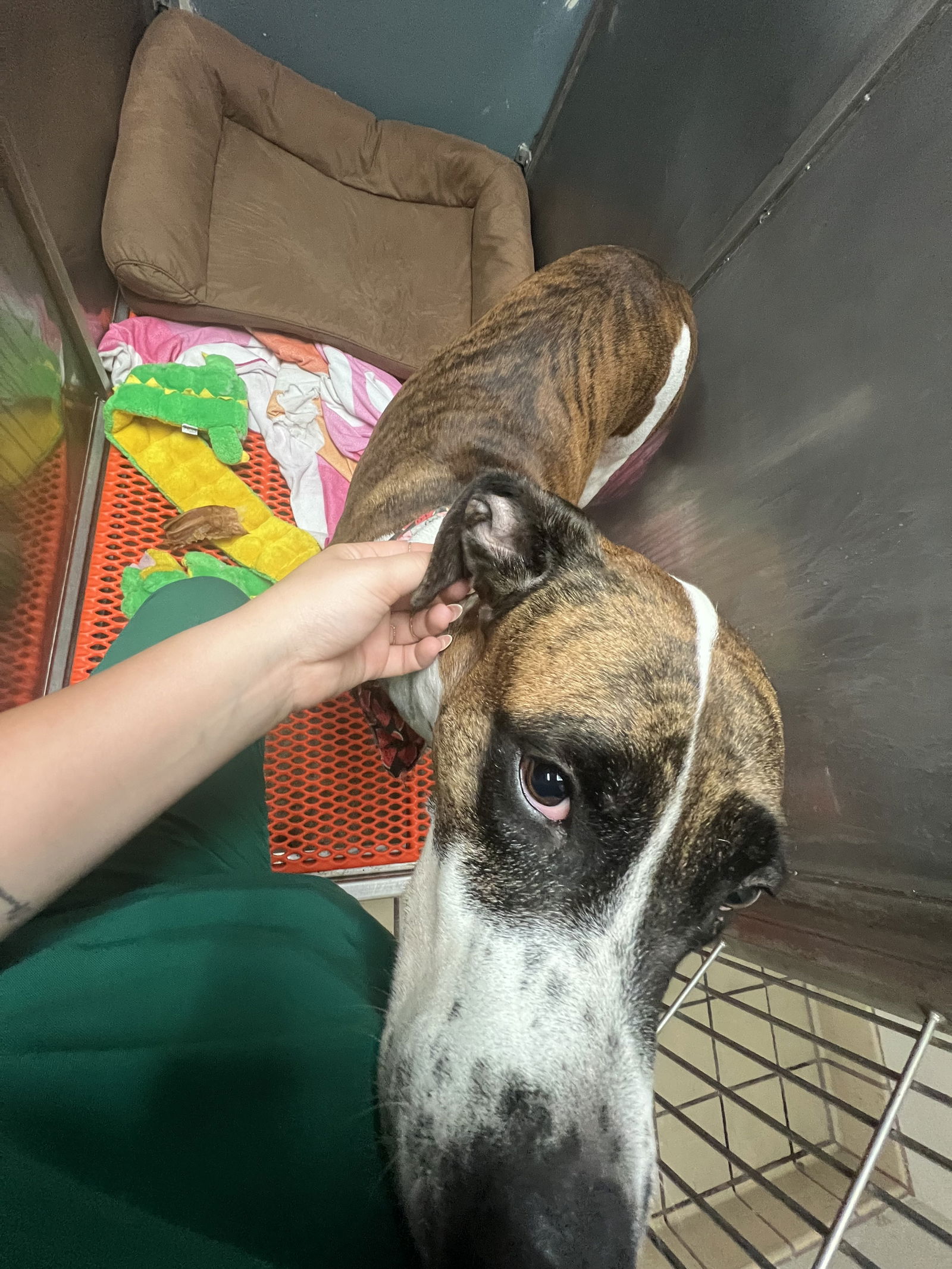 COURTESY POST: Goofy, a adult female Great Dane Mix