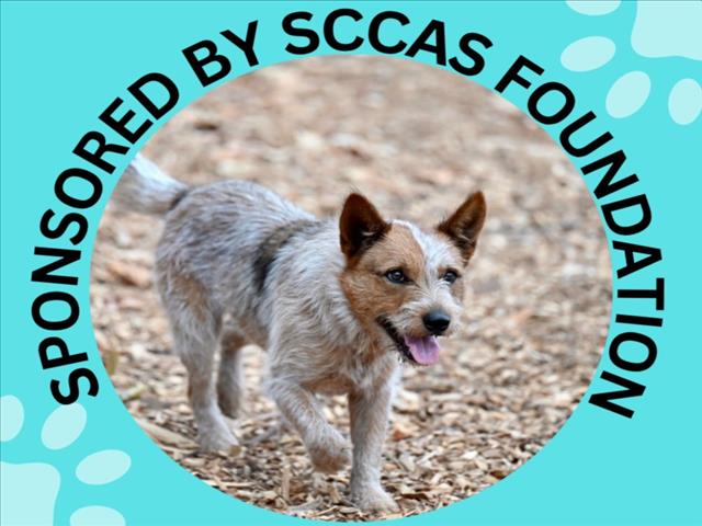 BARU, a adult male Queensland Heeler / Terrier Mix