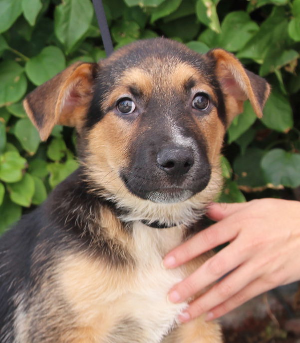 Mickey, a young male German Shepherd Dog Mix