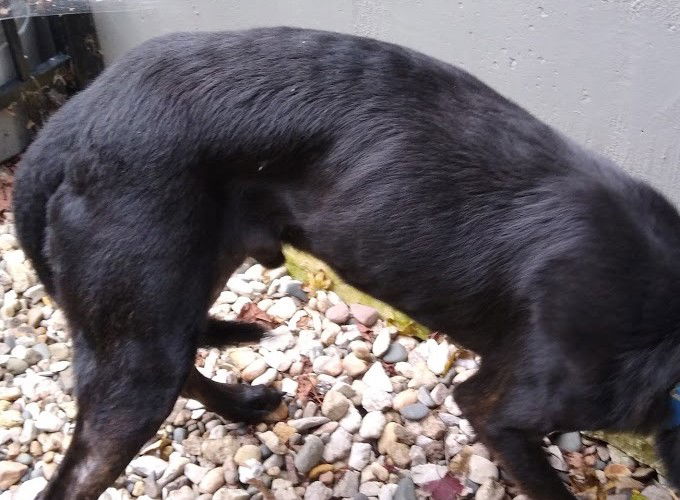 Colby, a adult male German Shepherd Dog