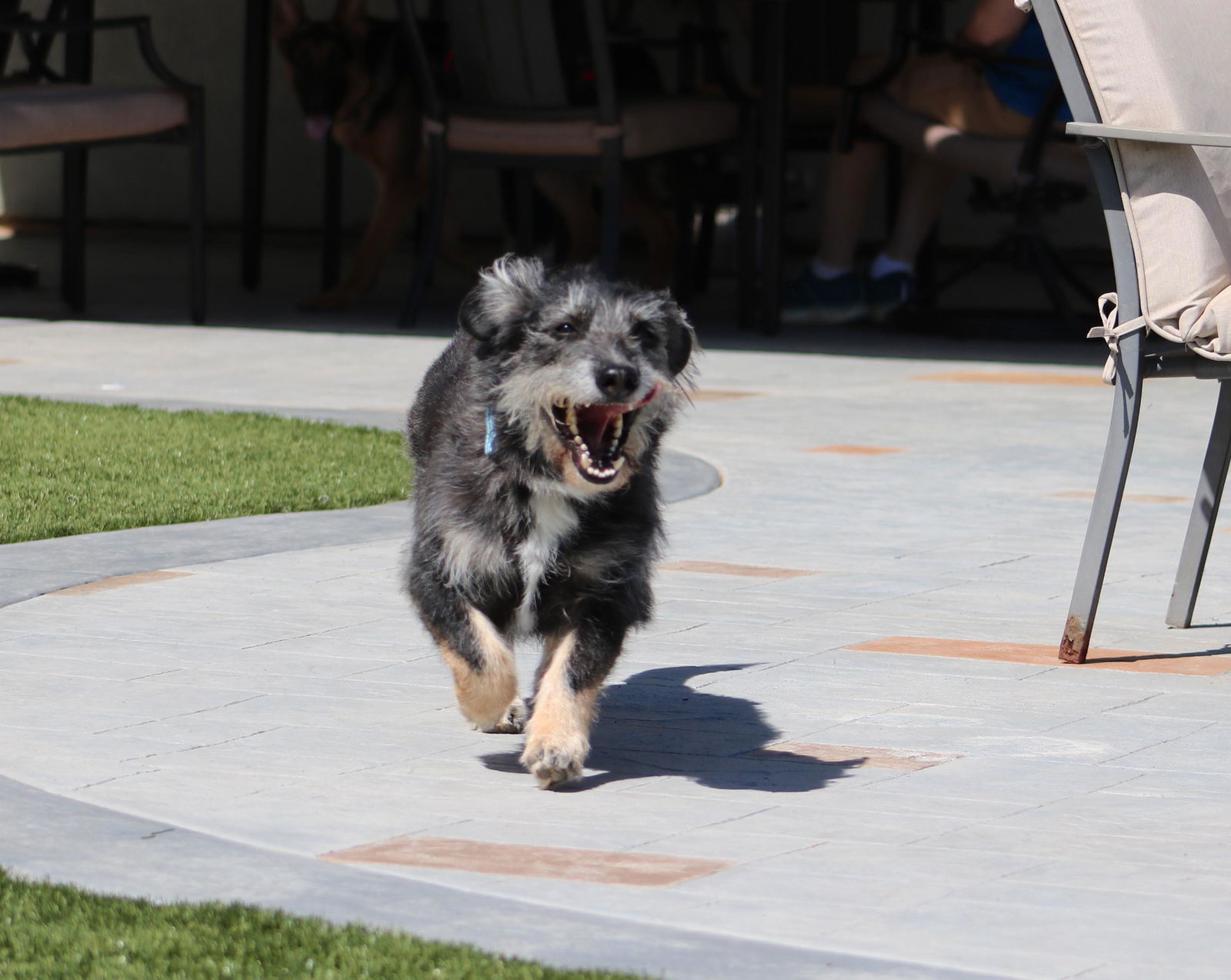 Knox, a adult male German Shepherd Dog / Terrier Mix