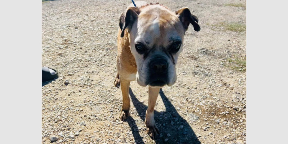 Sweet Pea - Silver Heart, a senior female Boxer