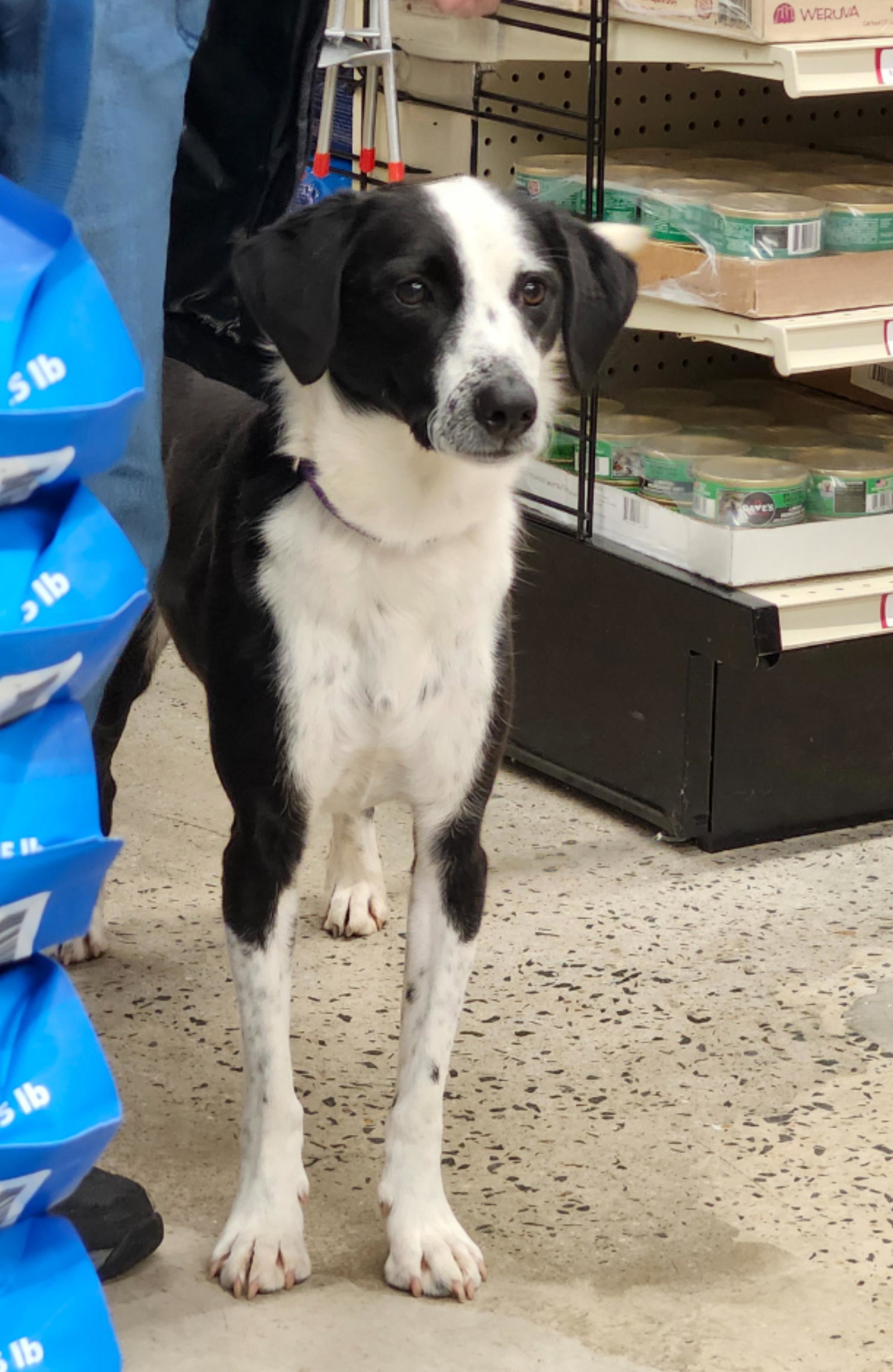 Shae, a young female Border Collie Mix