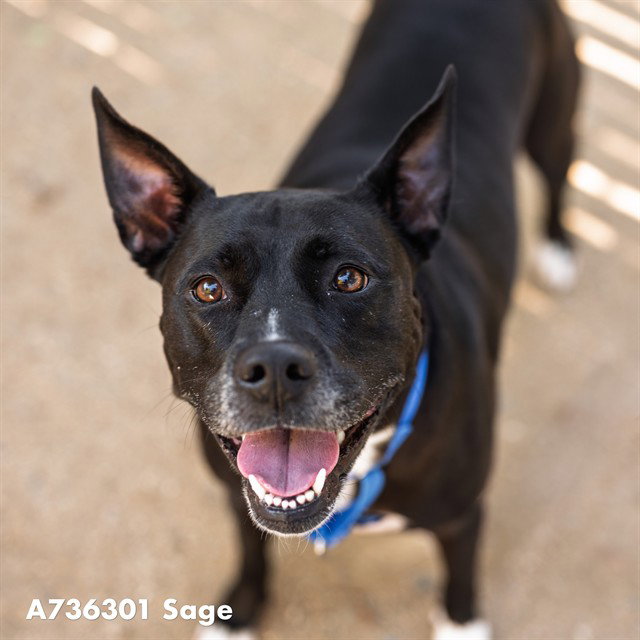 SAGE, a adult female Pit Bull Terrier