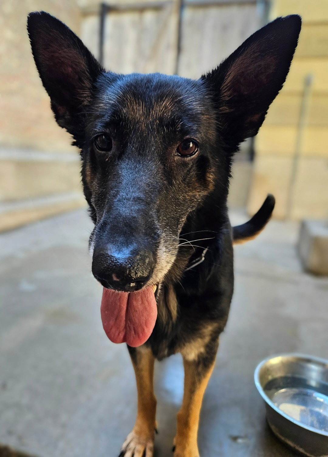 Skylar, a adult female German Shepherd Dog