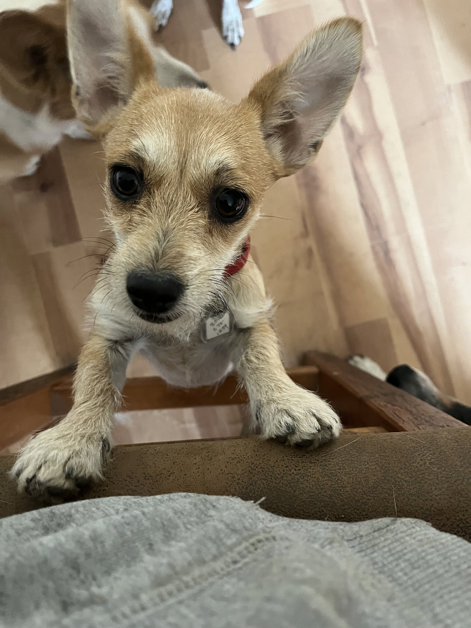 Tilly, a adult female Terrier / Chihuahua Mix