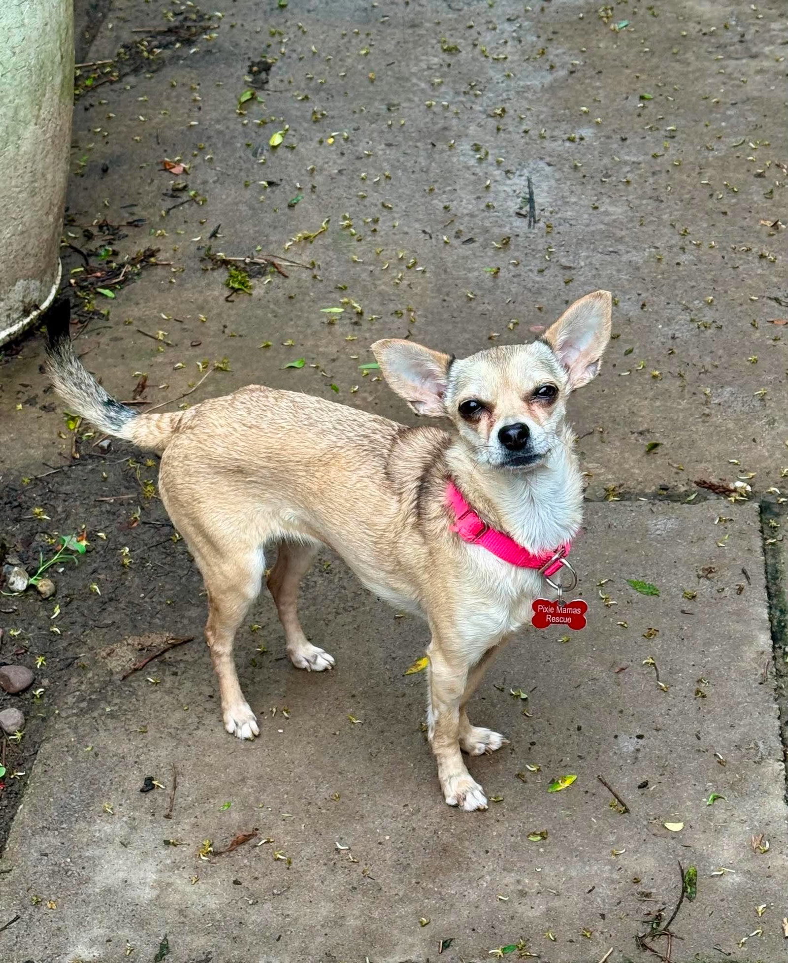 Maya, a adult female Chihuahua
