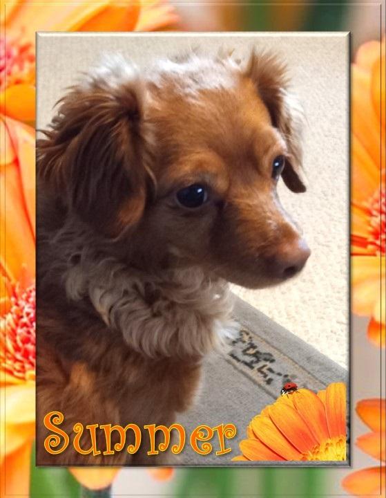 Summer - San Diego, a adult female Chihuahua Mix