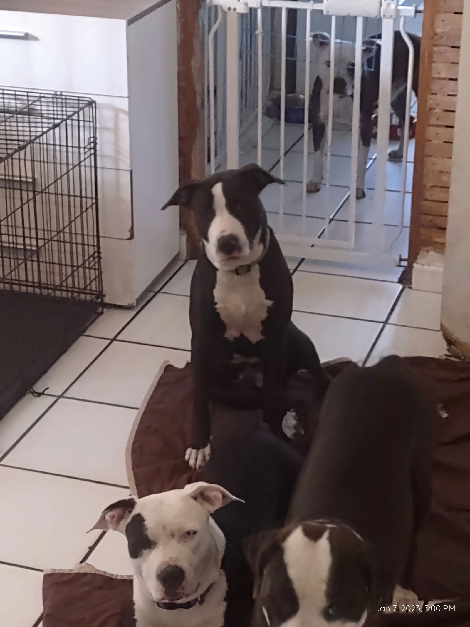 COURTESY POST: Trixie, a young female Terrier / Husky Mix