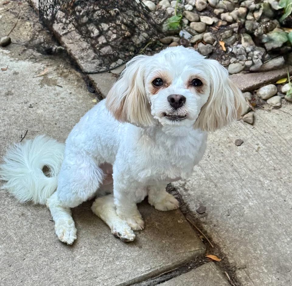 Tootie, a young female Shih Tzu Mix