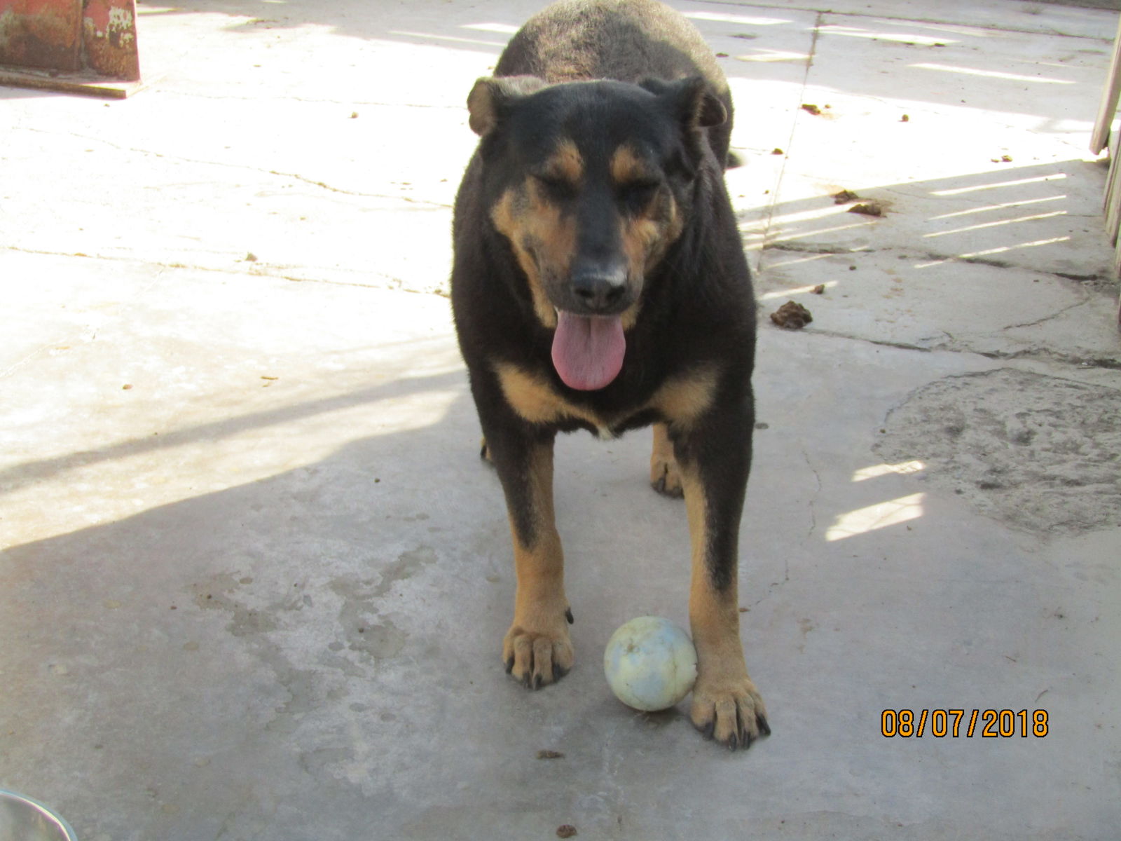 Rocky, a adult male Rottweiler Mix