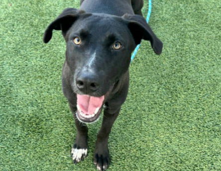CUTTER, a adult male American Staffordshire Terrier Mix