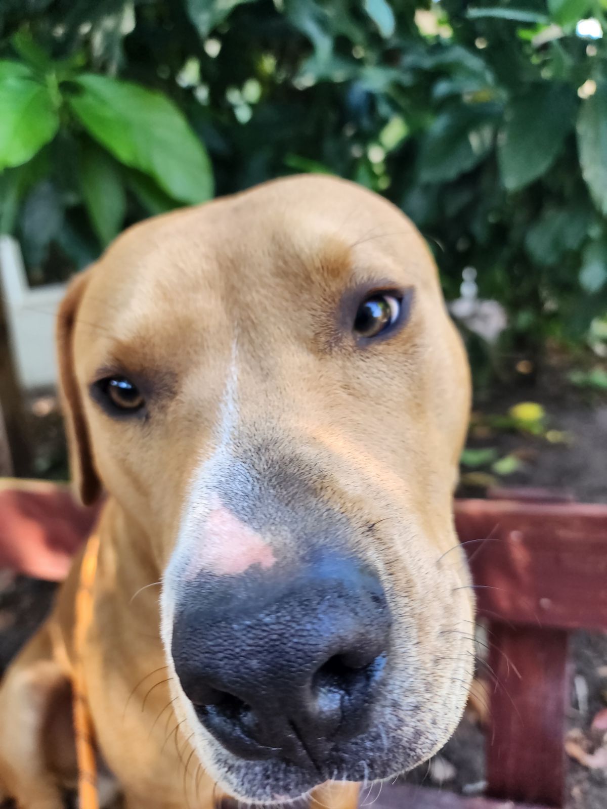 COURTESY POST: Haku Jackson, a baby male American Staffordshire Terrier Mix