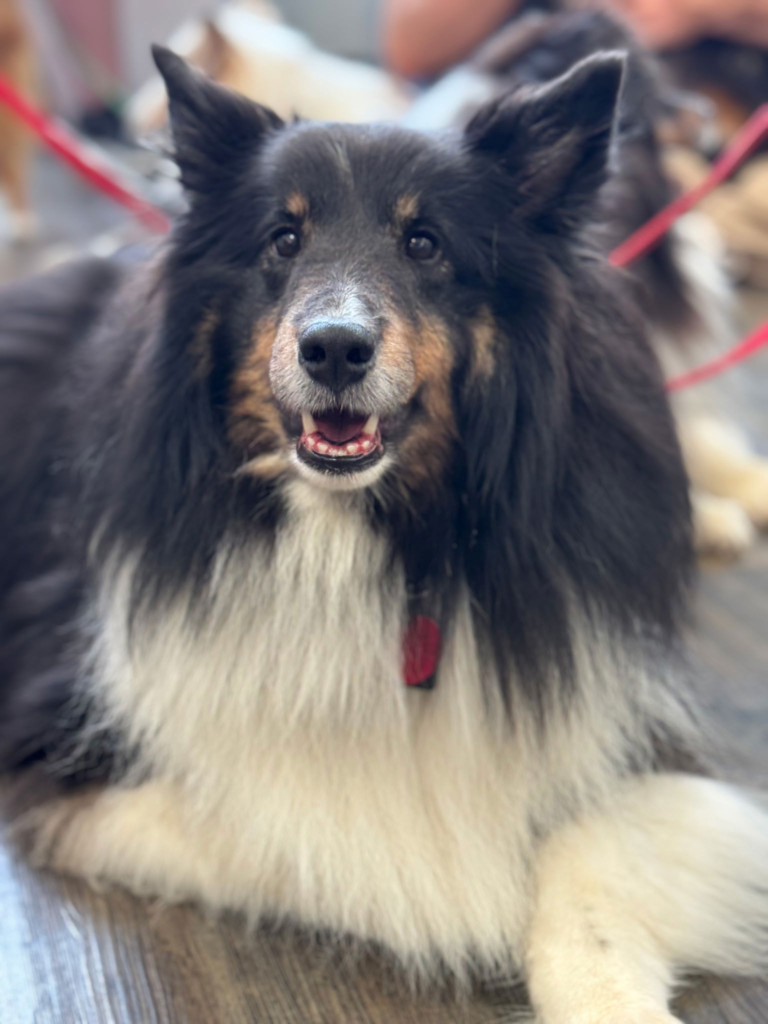 Tess, a adult female Shetland Sheepdog Sheltie