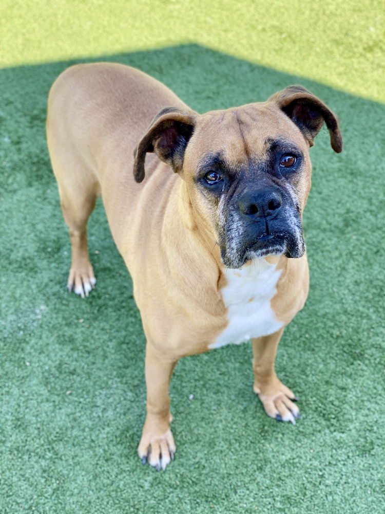 Aziza, a senior female Boxer